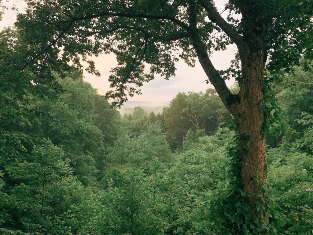 Kentucky road side